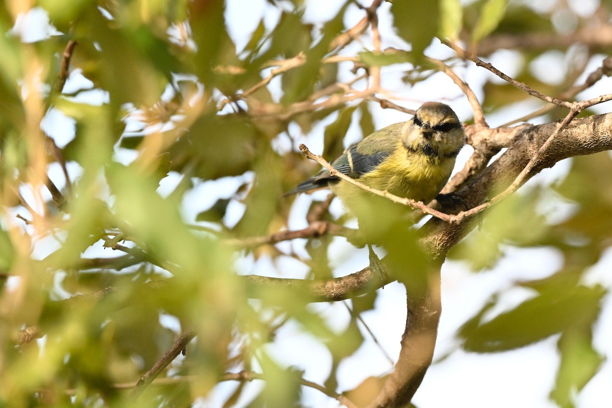 Eurasian Blue Tit - ML641375148