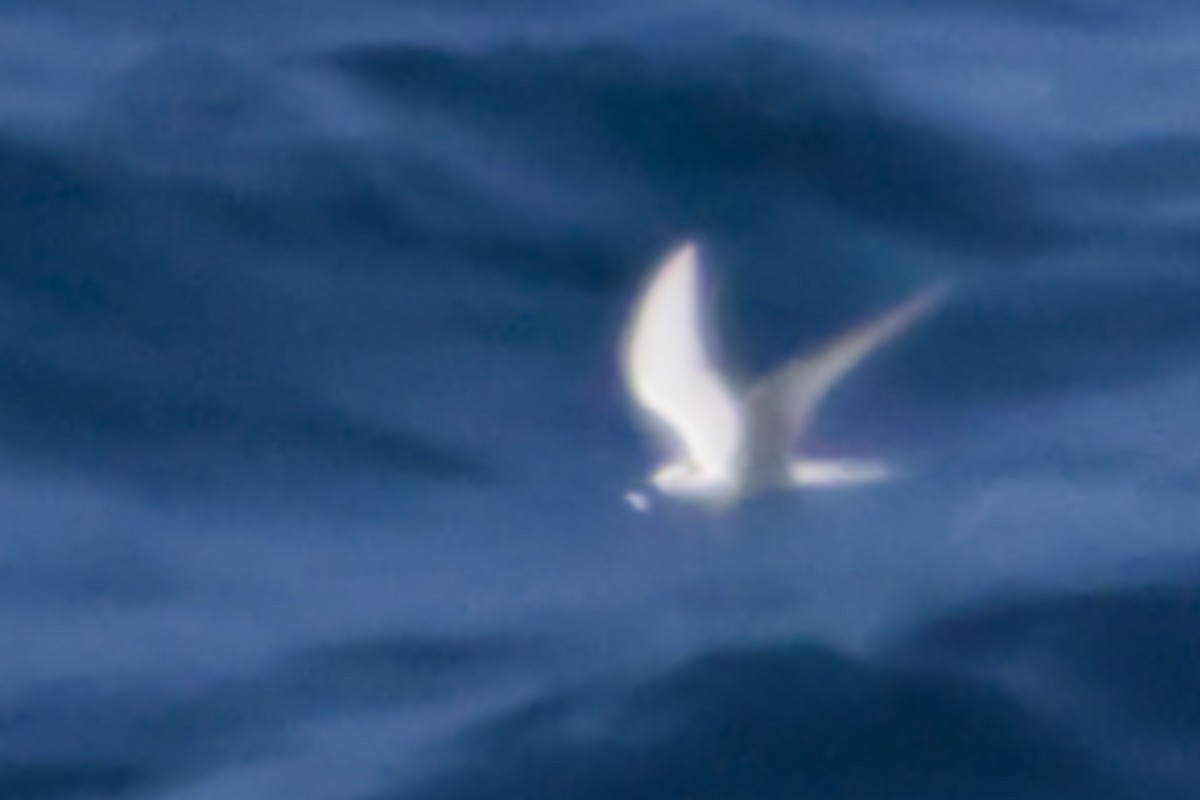 Black-naped Tern - ML641375149