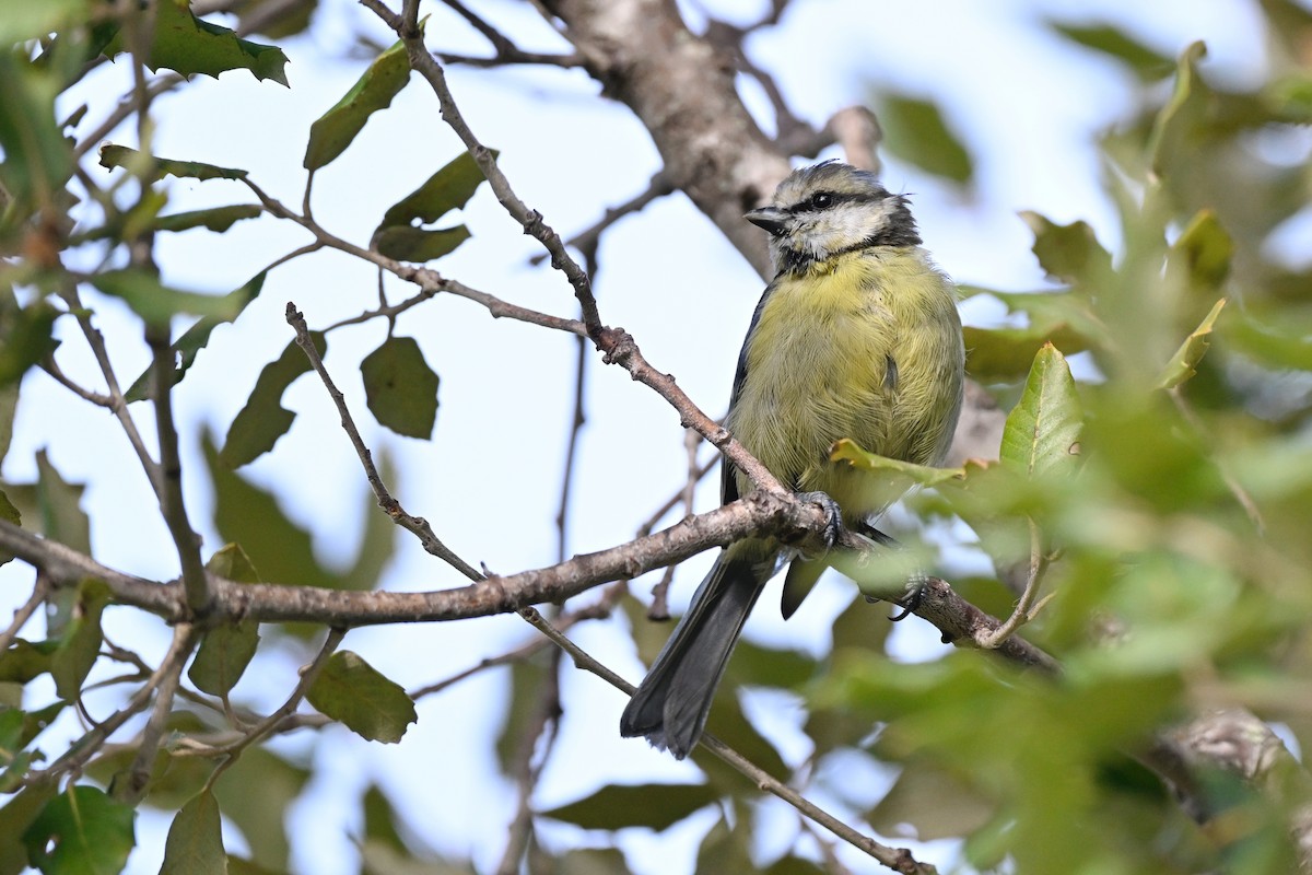 Eurasian Blue Tit - ML641375150