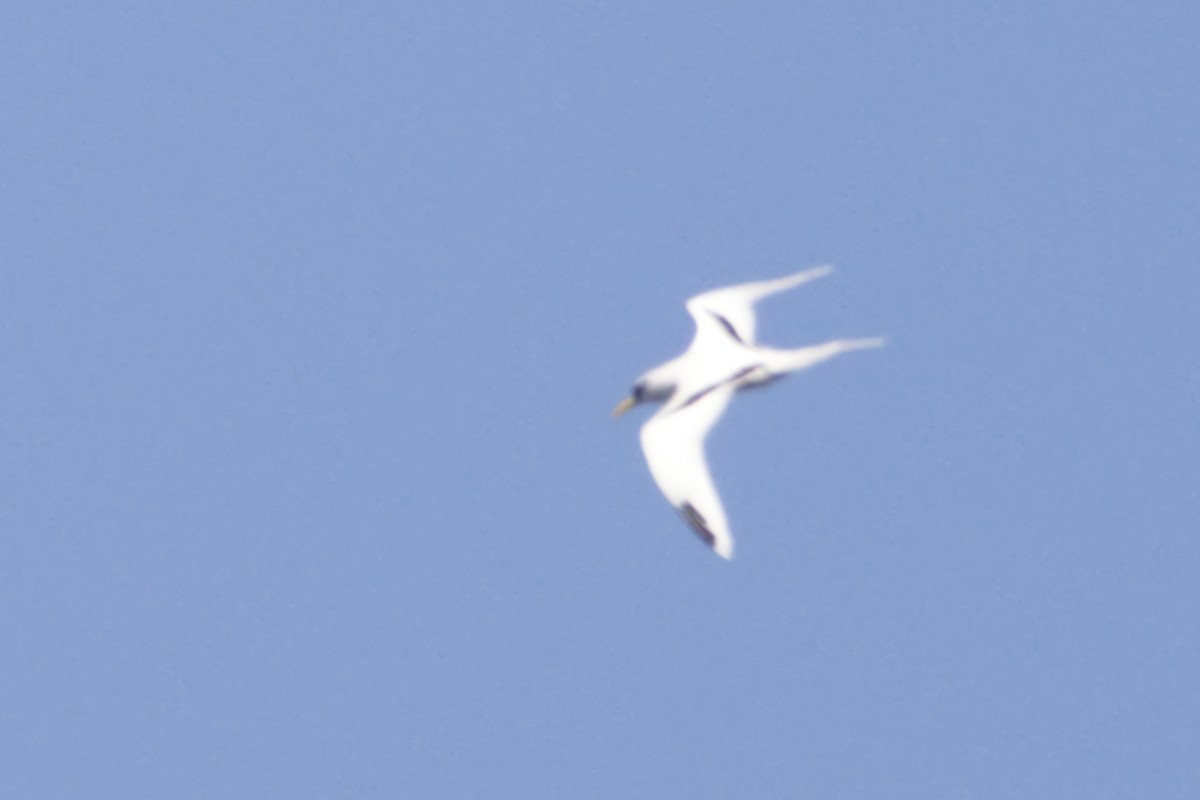 White-tailed Tropicbird (Indian Ocean) - ML641375154