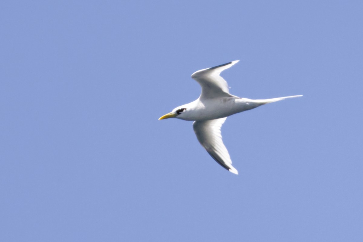 White-tailed Tropicbird (Indian Ocean) - ML641375155