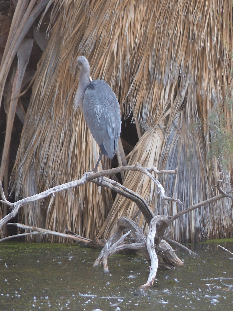 Great Blue Heron - ML641375156