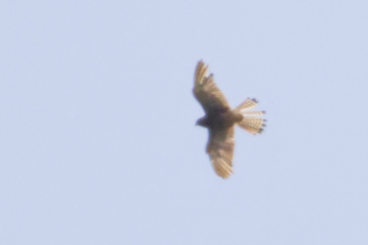Spotted Kestrel - ML641375161