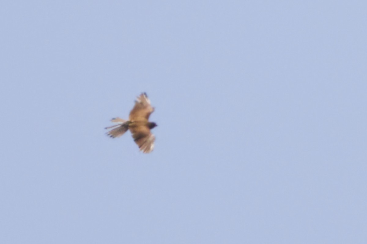Spotted Kestrel - ML641375162