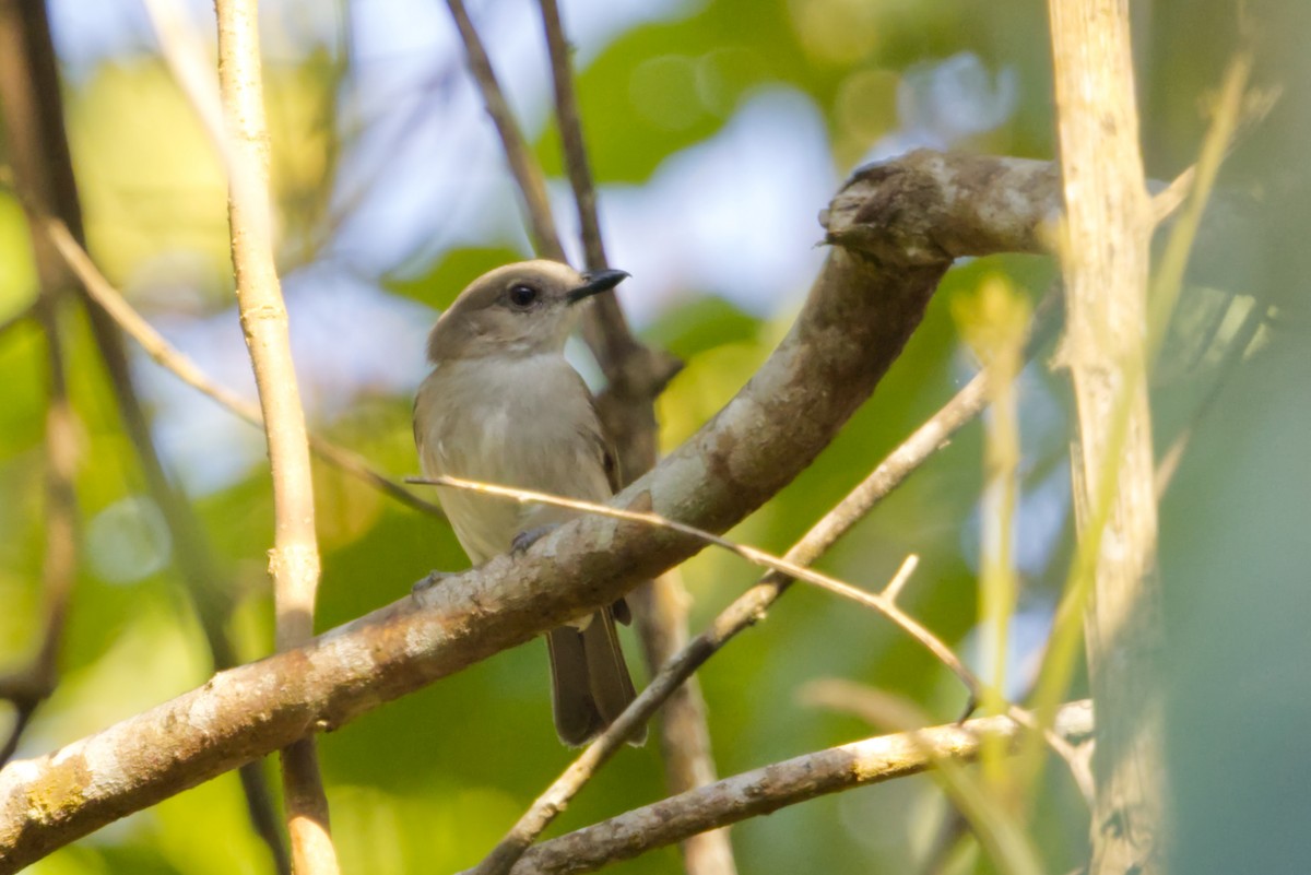Mangrove Whistler - ML641375164