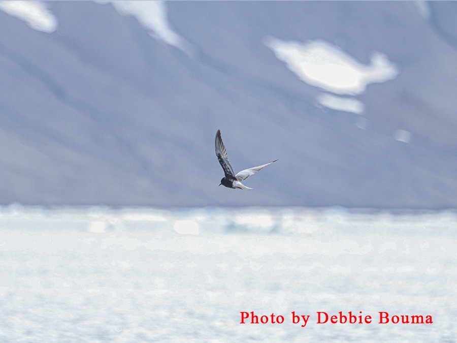 White-winged Tern - ML641375166