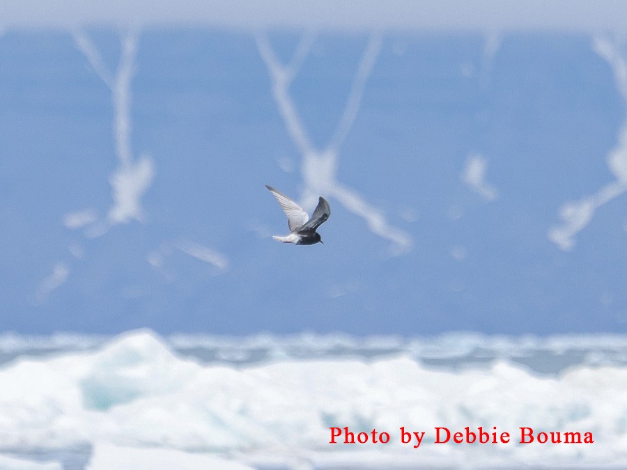 White-winged Tern - ML641375167