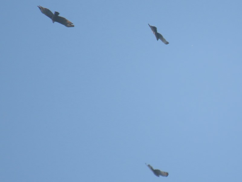 Mountain Hawk-Eagle - ML641375168