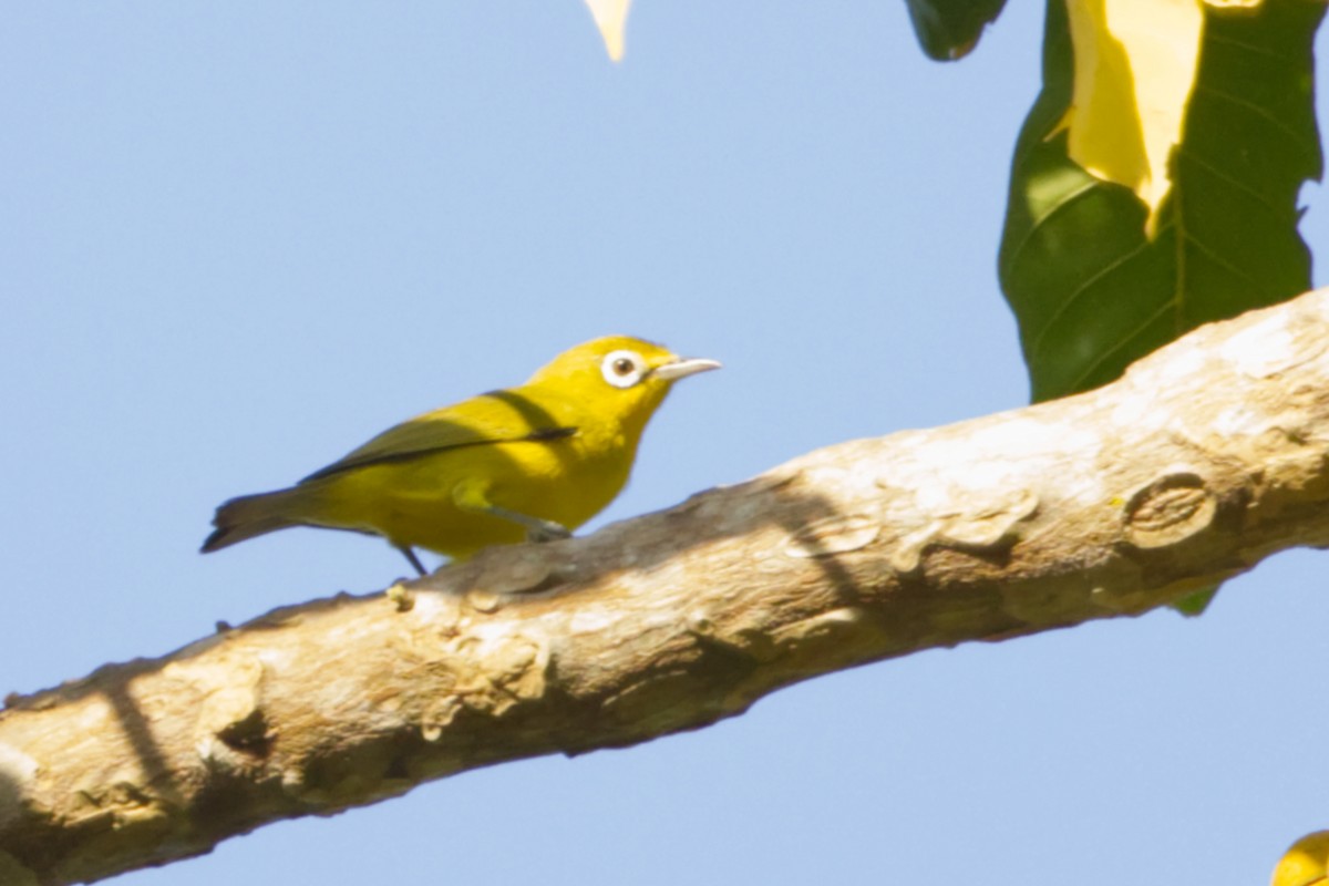 Lemon-bellied White-eye - ML641375174