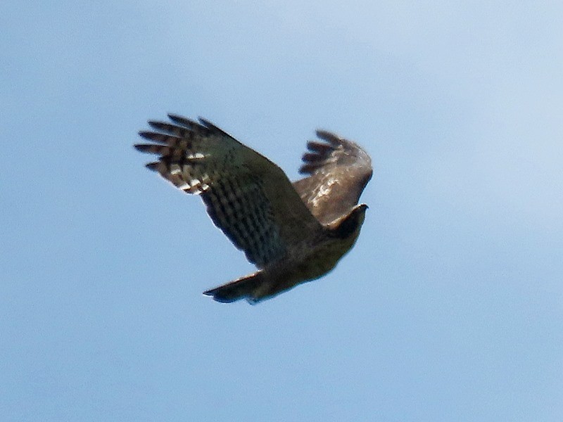 Mountain Hawk-Eagle - ML641375175