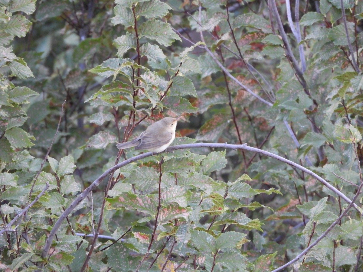 Melodious Warbler - ML641375178