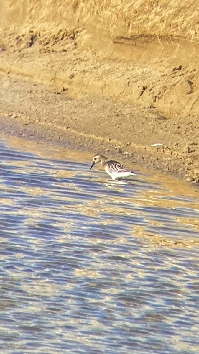 Little Stint - ML641375179
