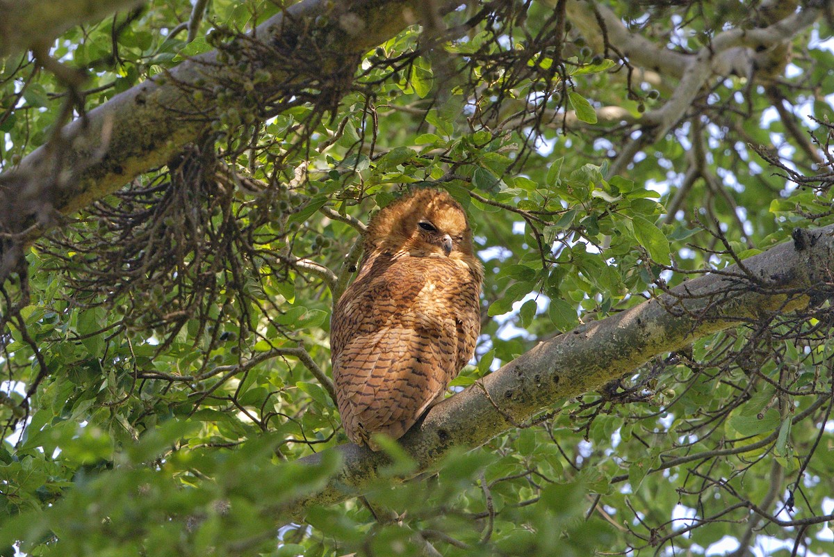 Pel's Fishing-Owl - ML641375208