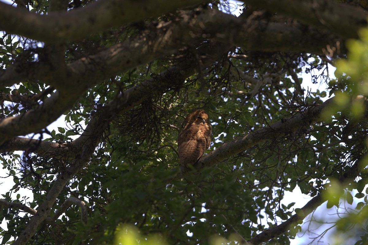 Pel's Fishing-Owl - ML641375209