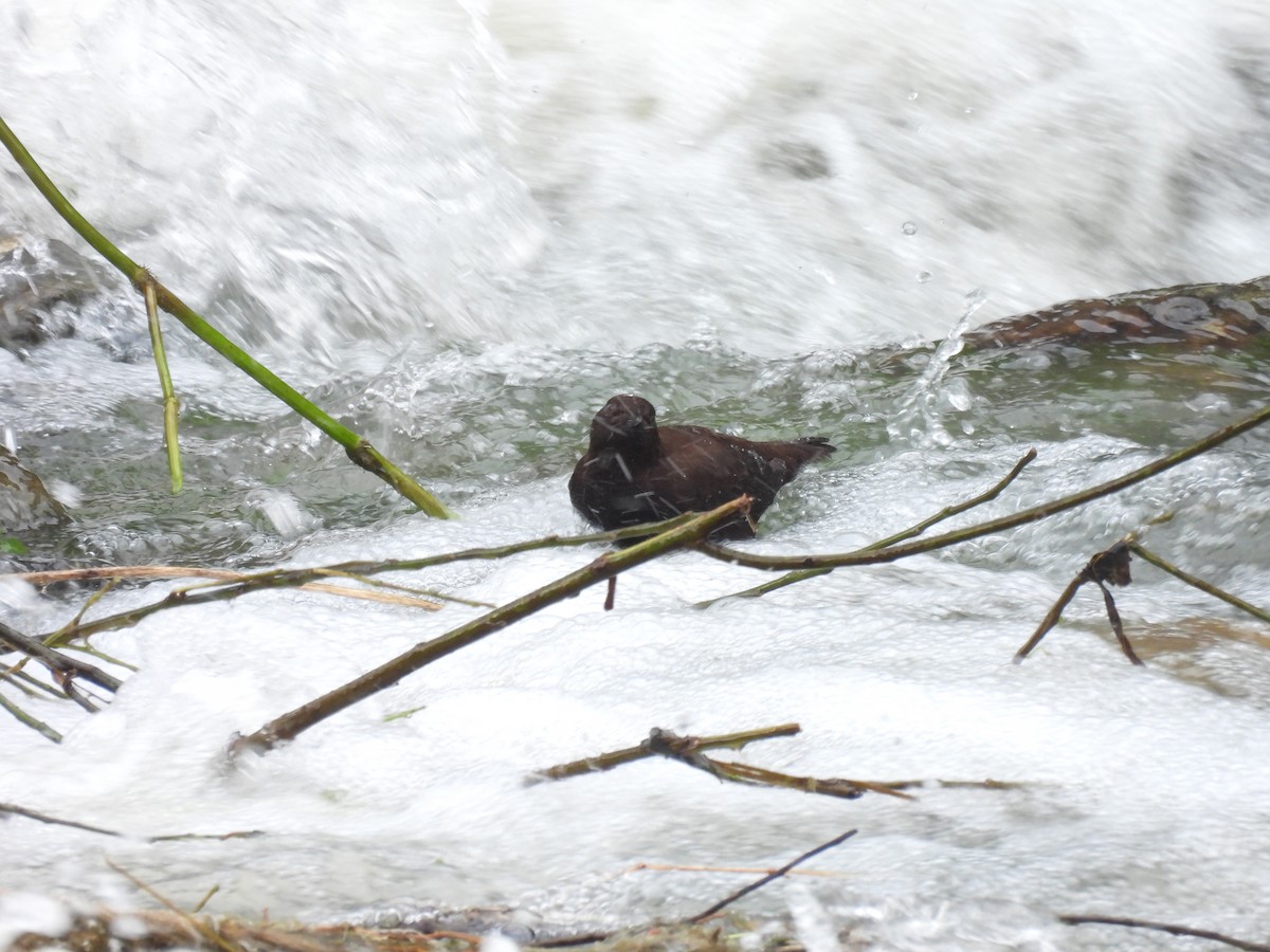 Brown Dipper - ML641375242