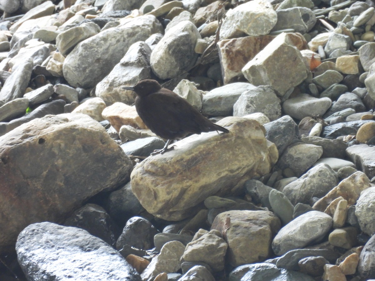 Brown Dipper - ML641375244