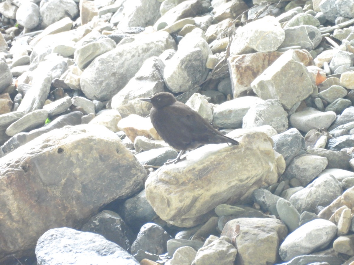Brown Dipper - ML641375245