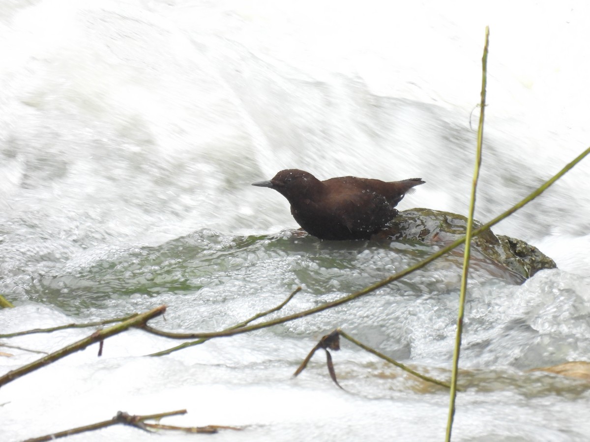Brown Dipper - ML641375246
