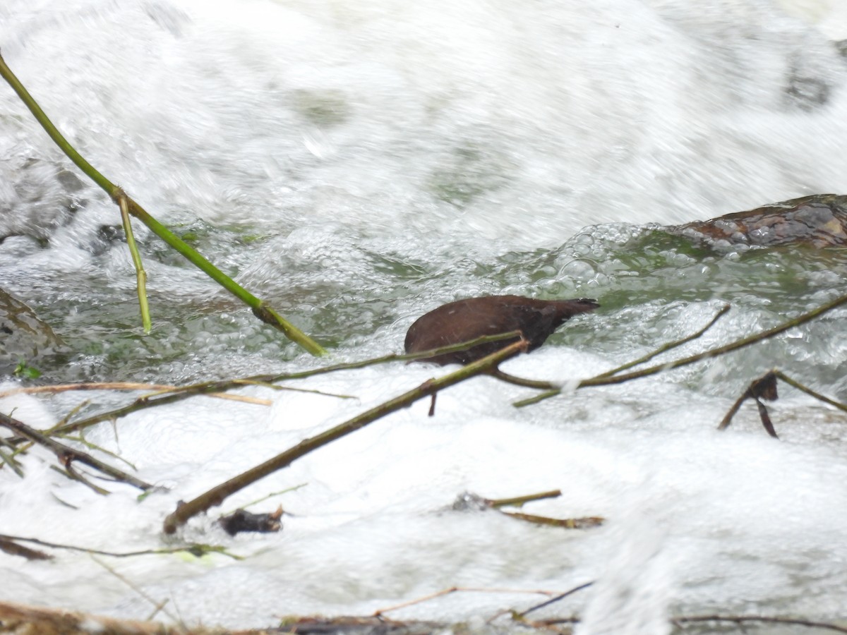 Brown Dipper - ML641375247