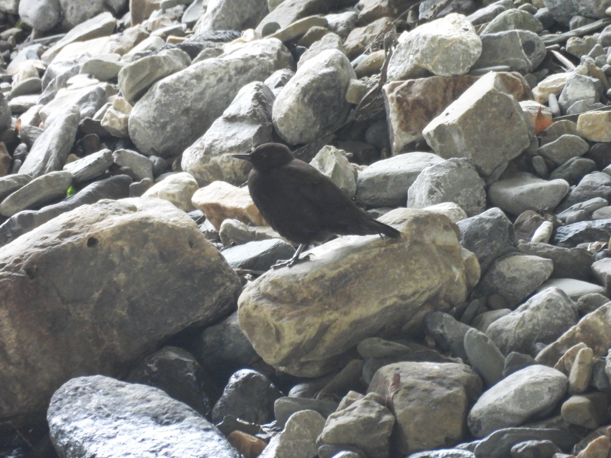 Brown Dipper - ML641375248