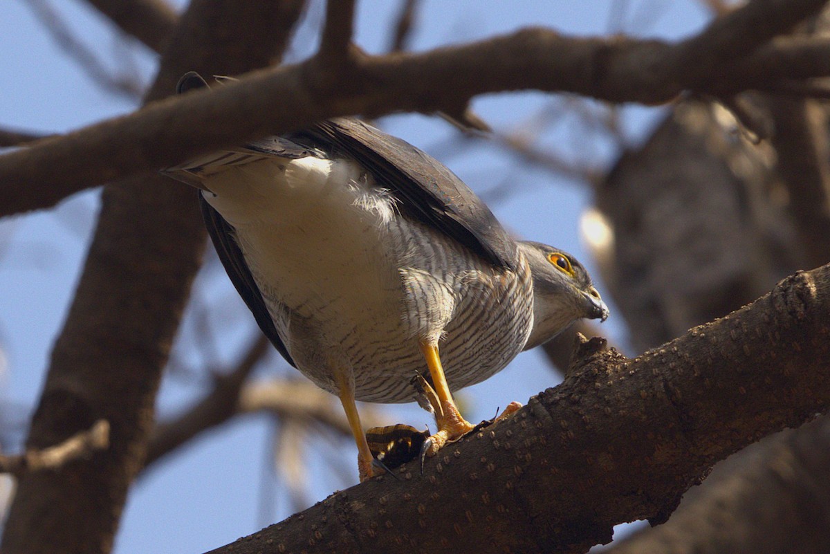 Little Sparrowhawk - ML641375249