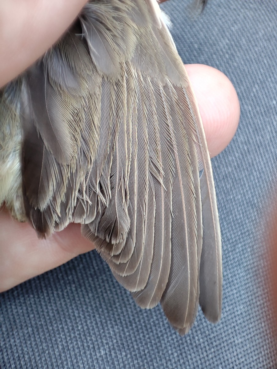 Marsh Warbler - ML641375250