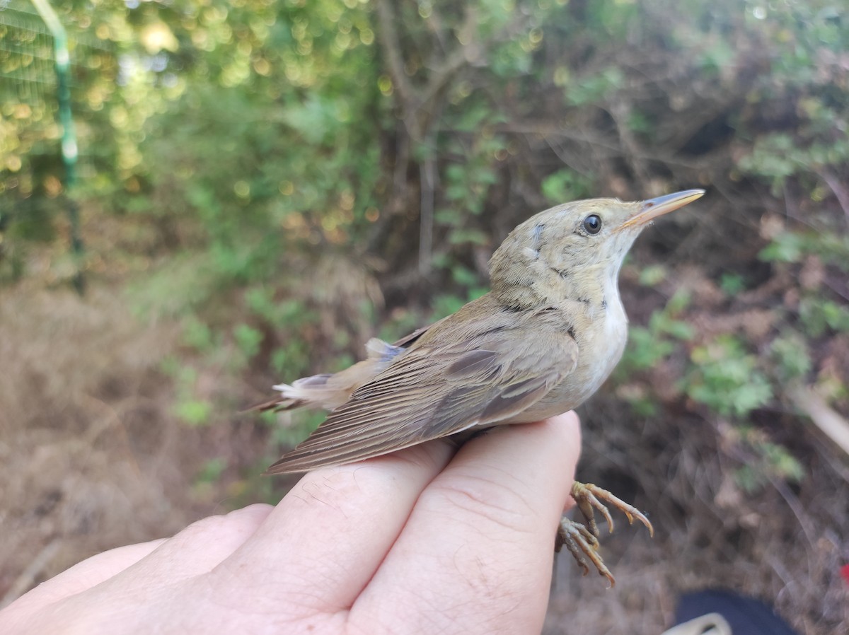Marsh Warbler - ML641375252