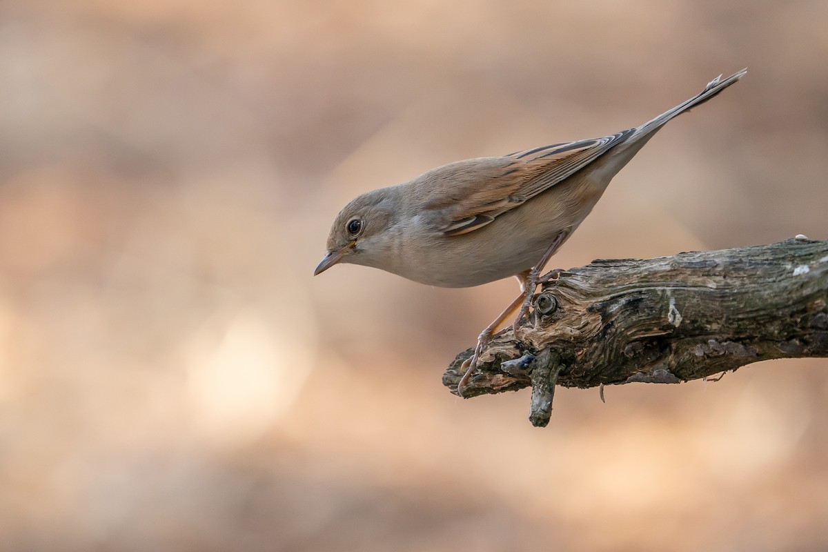 Greater Whitethroat - ML641375280