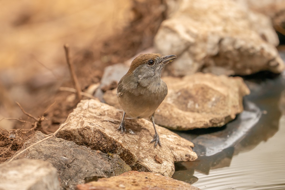 Eurasian Blackcap - ML641375281