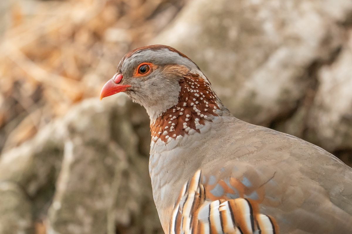 Barbary Partridge - ML641375283