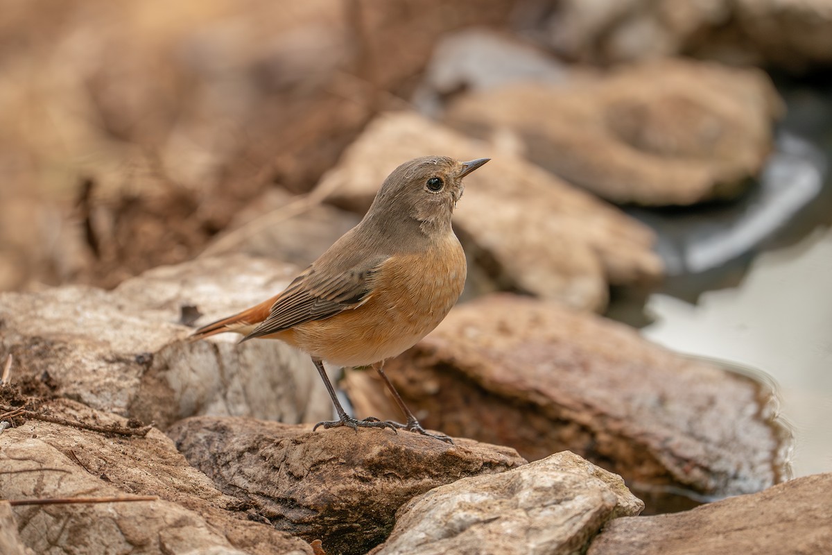 Common Redstart - ML641375285
