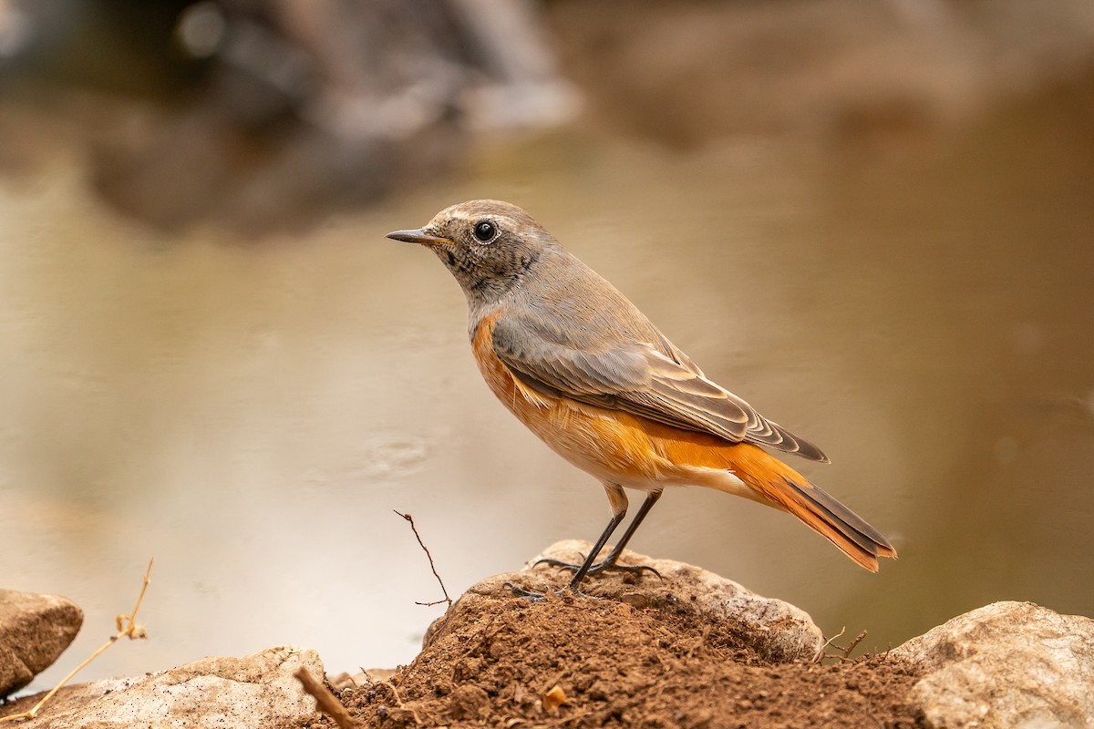 Common Redstart - ML641375287