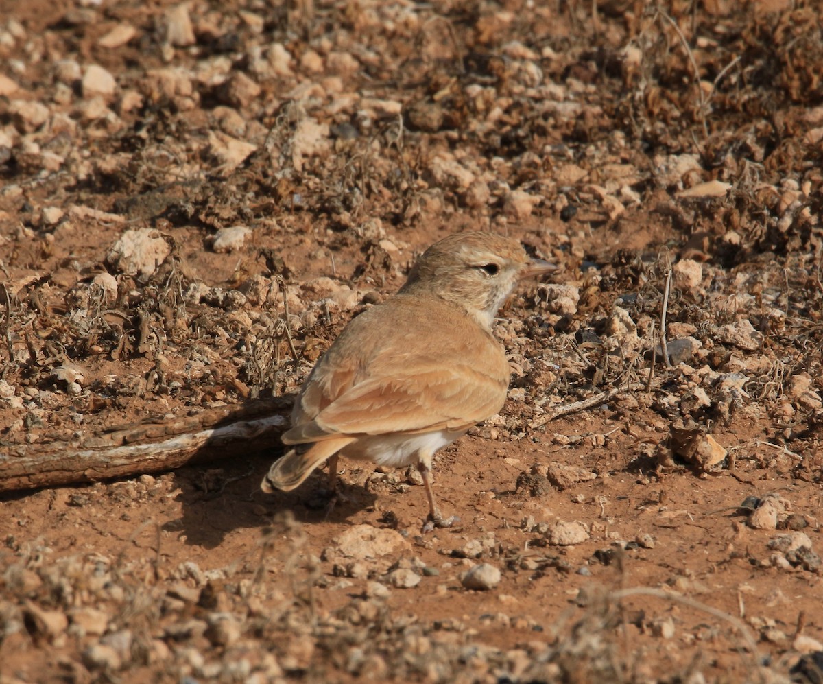 Bar-tailed Lark - ML641375310