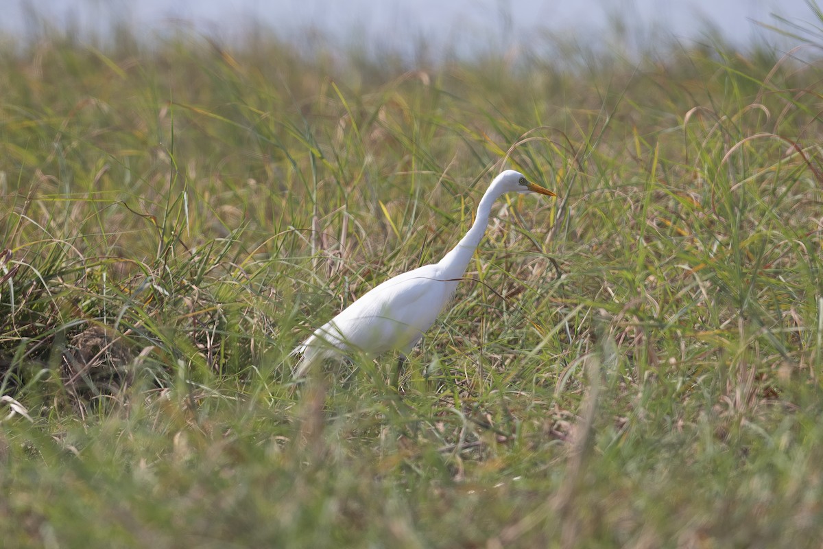 Yellow-billed Egret - ML641375362