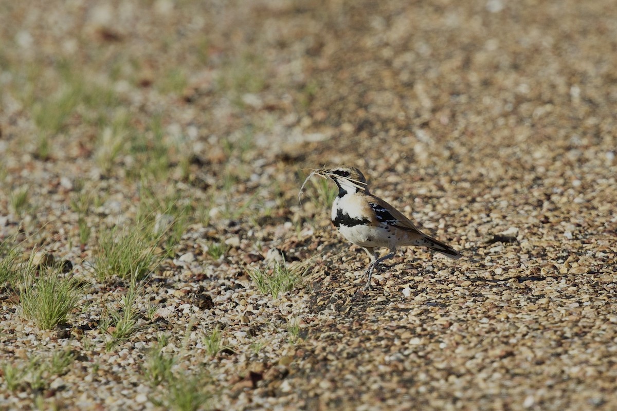 ニッケイウズラチメドリ - ML641375371