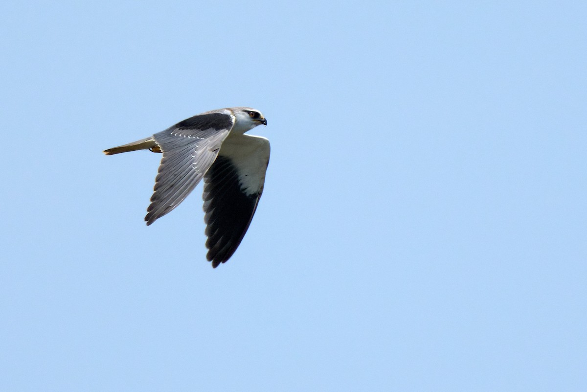 Black-winged Kite (Asian) - ML641375373