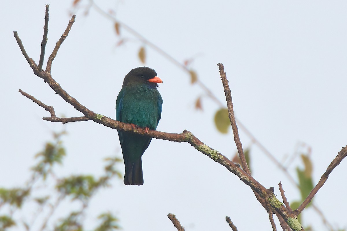 Dollarbird - ML641375376