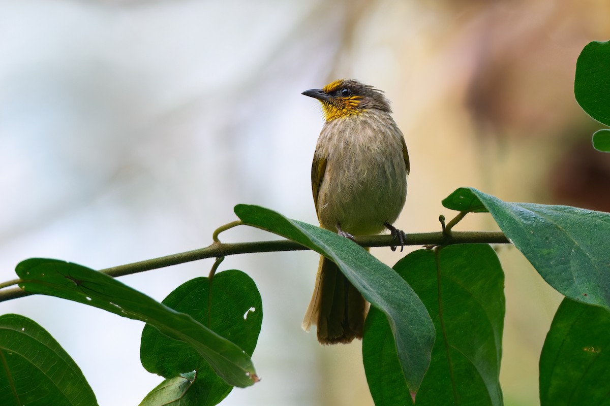 Stripe-throated Bulbul - ML641375378
