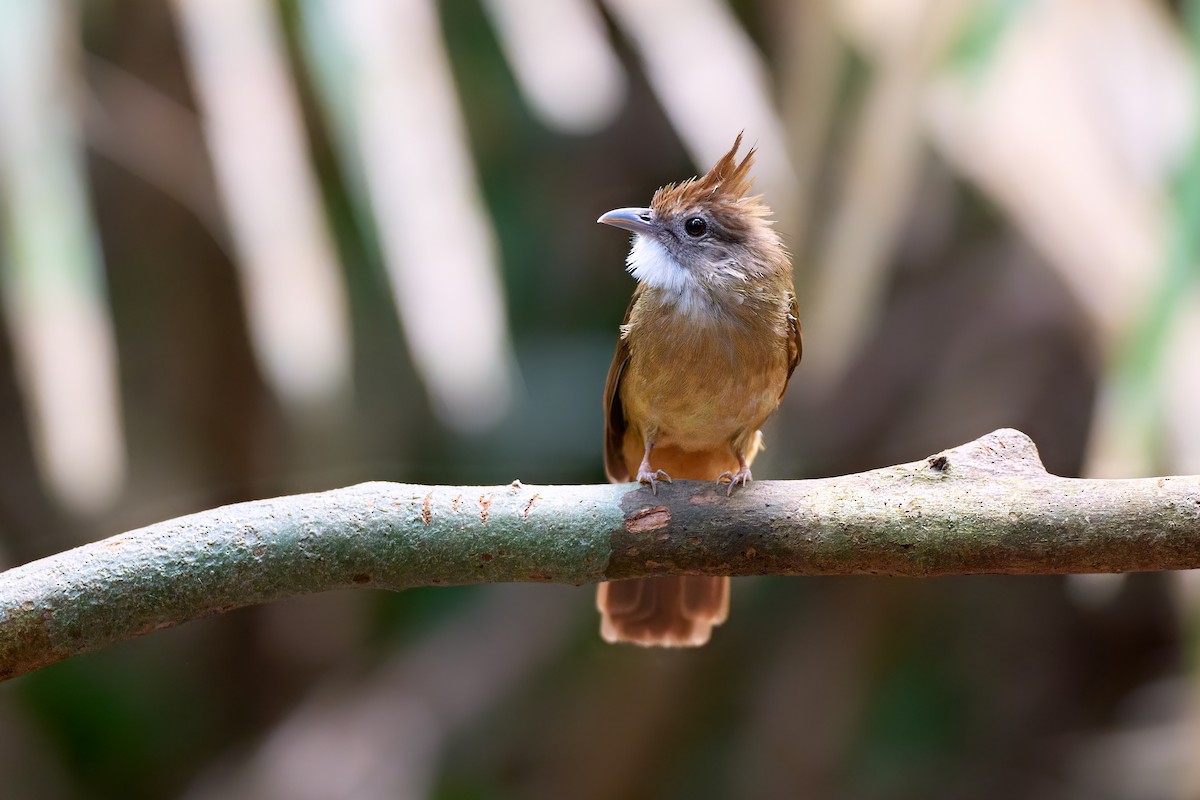 Ochraceous Bulbul - ML641375402