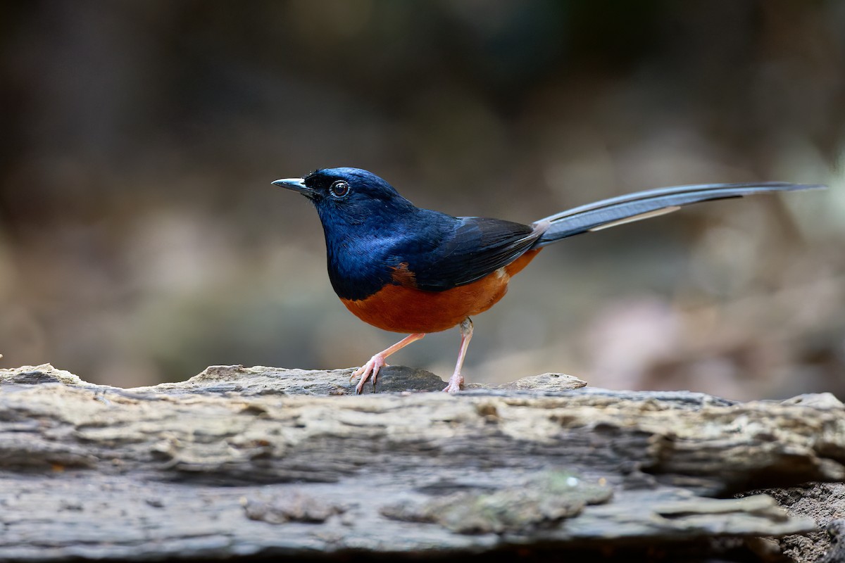White-rumped Shama (White-rumped) - ML641375404