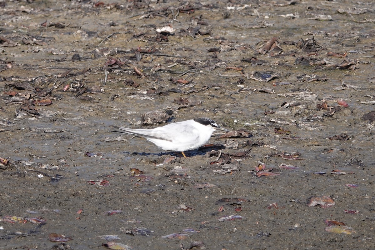 Least Tern - ML641375435