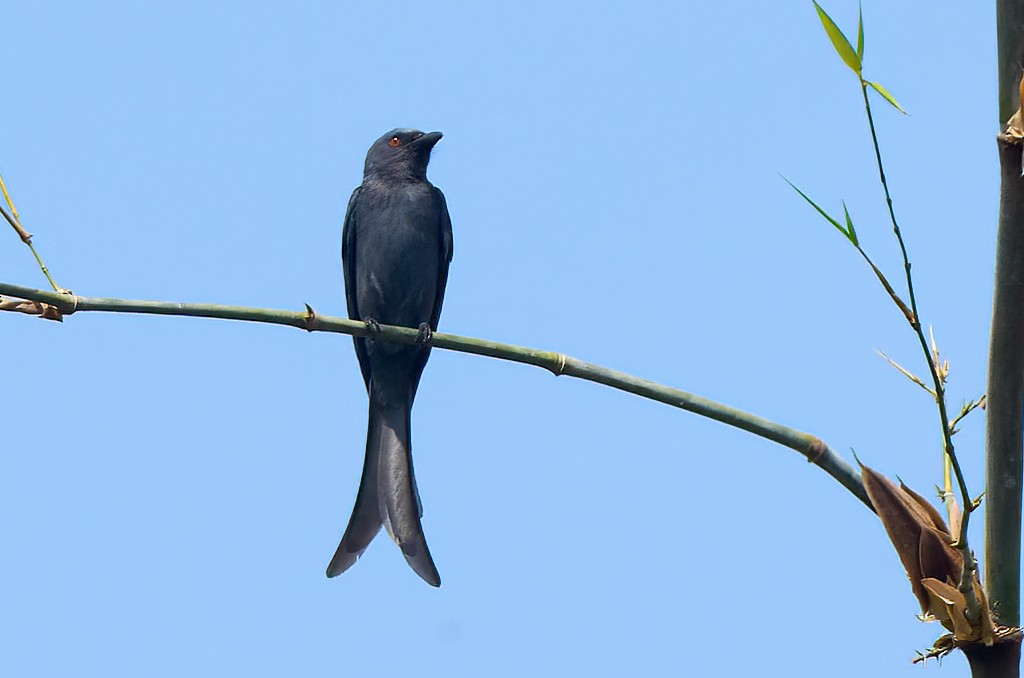 Drongo cendré (innexus/leucogenis/salangensis) - ML641375439
