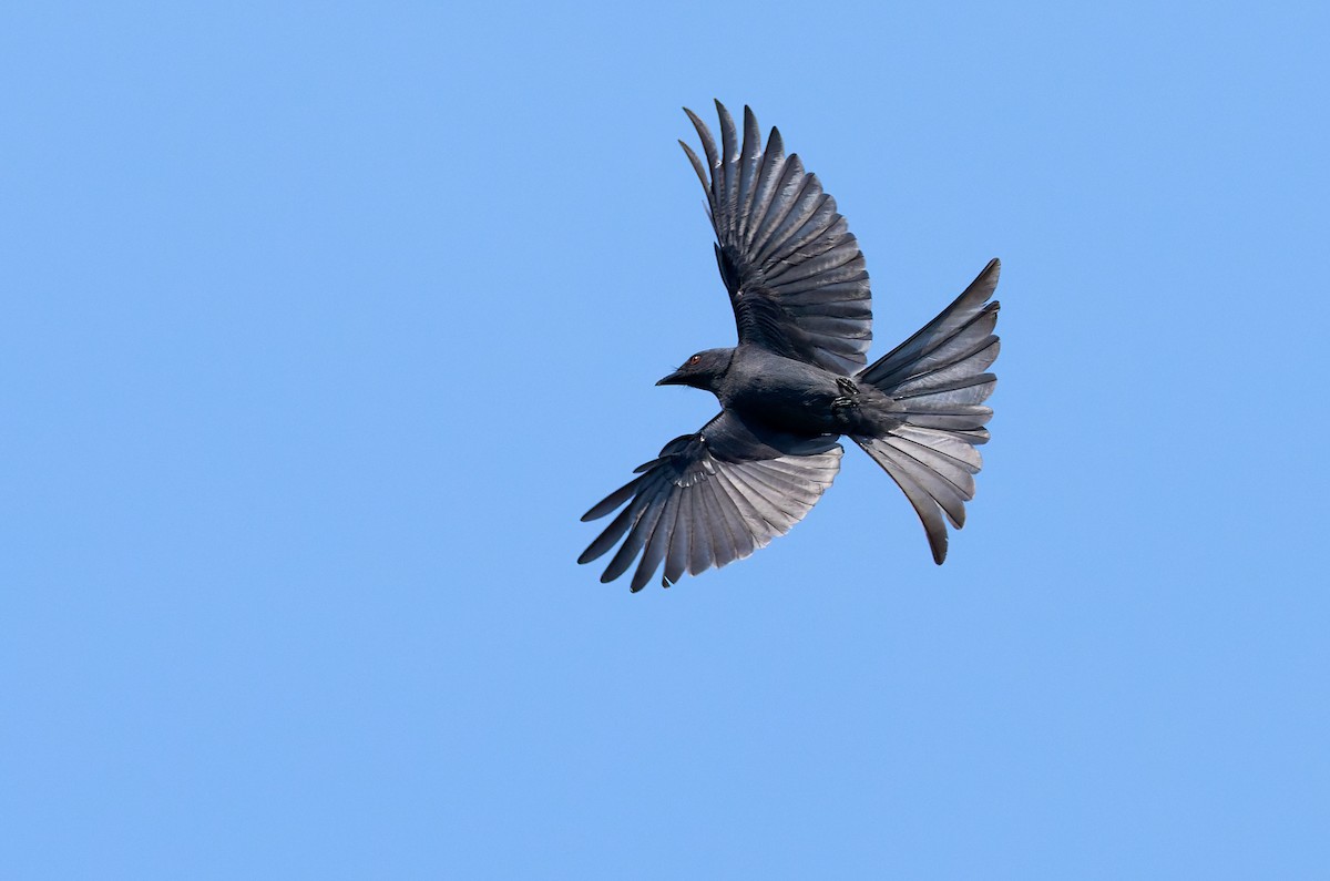 Drongo cendré (innexus/leucogenis/salangensis) - ML641375440
