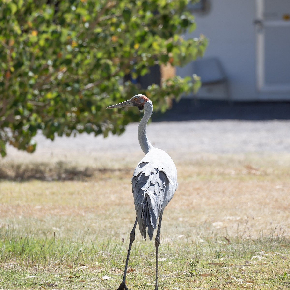 Brolga - ML641375445