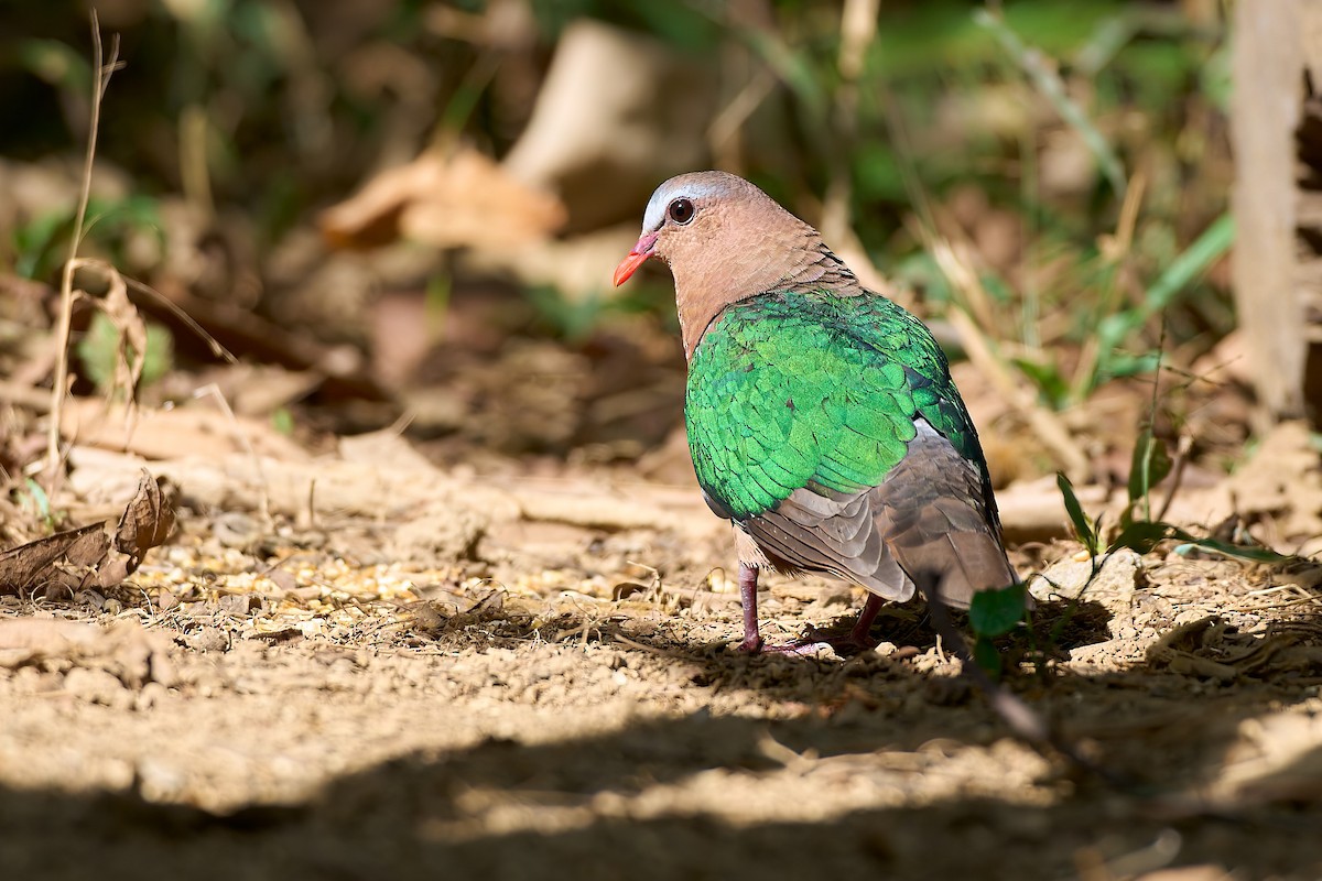 Asian Emerald Dove - ML641375464