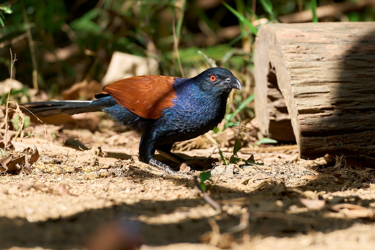 Greater Coucal (Greater) - ML641375467