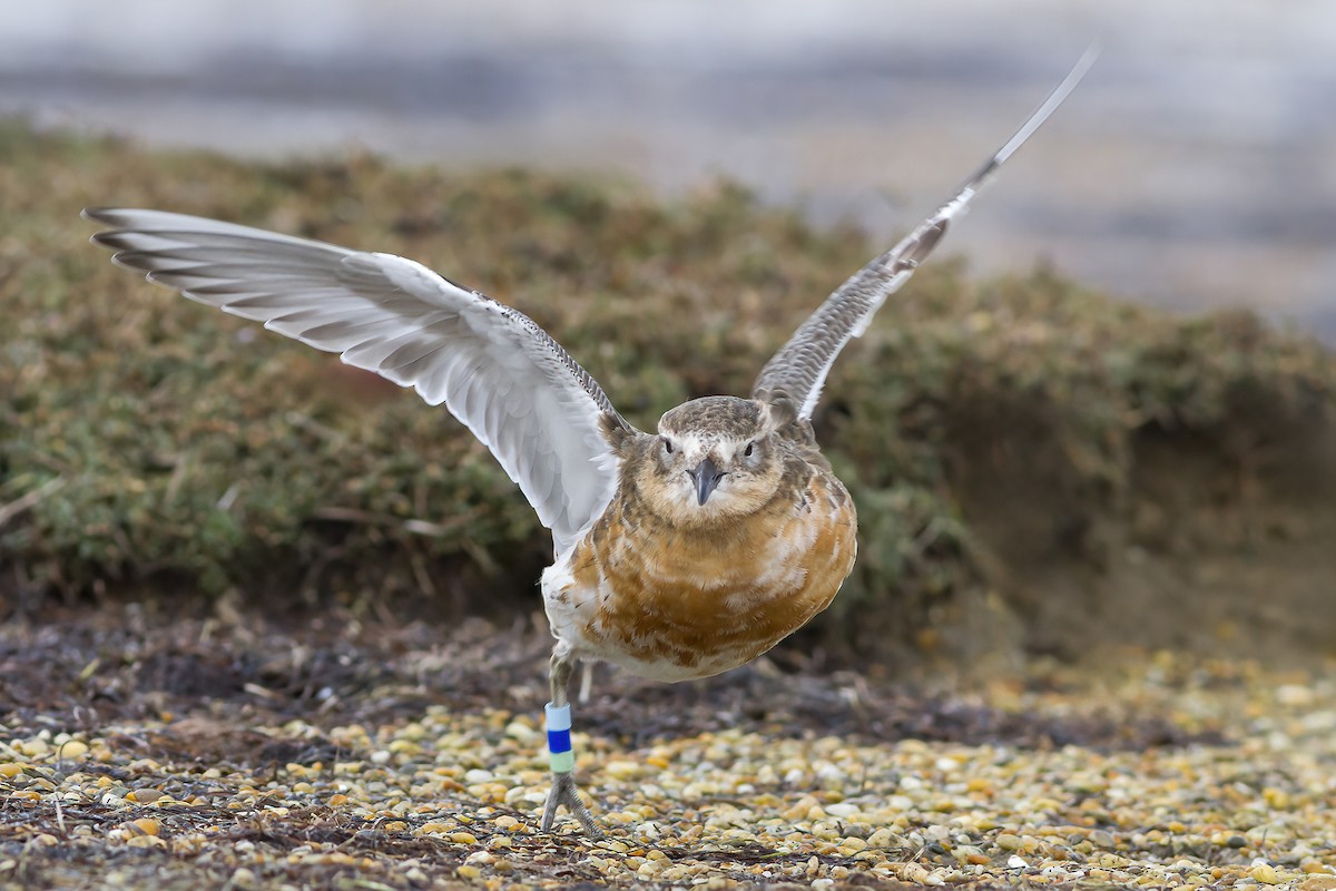 Red-breasted Dotterel (Southern) - ML641375473