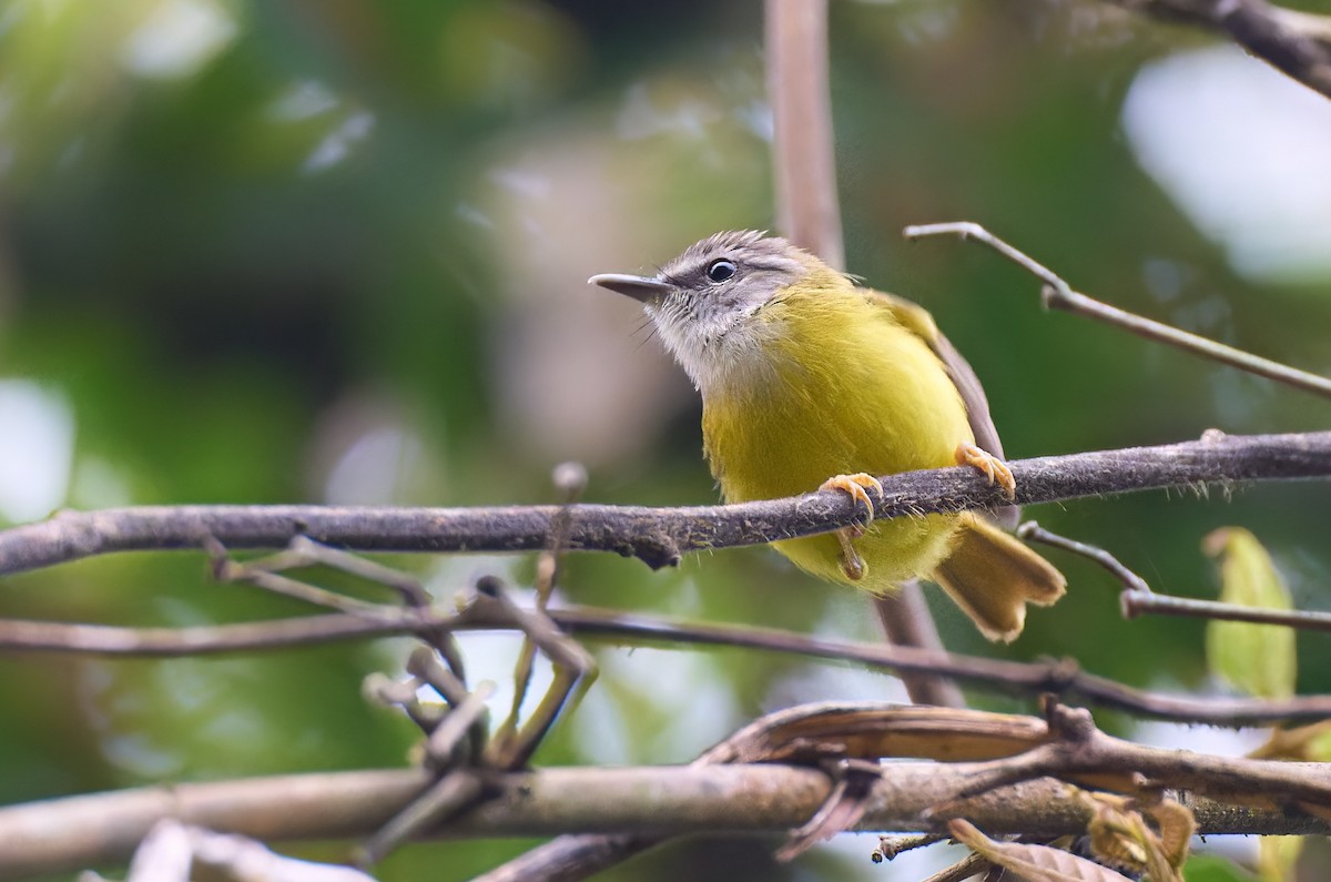 Yellow-bellied Warbler - ML641375489