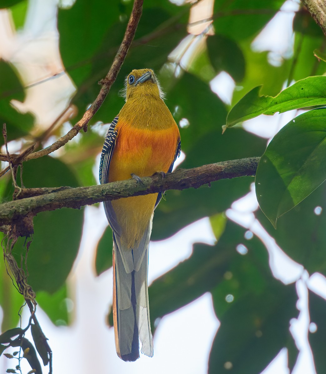 Orange-breasted Trogon (Spice) - ML641375494