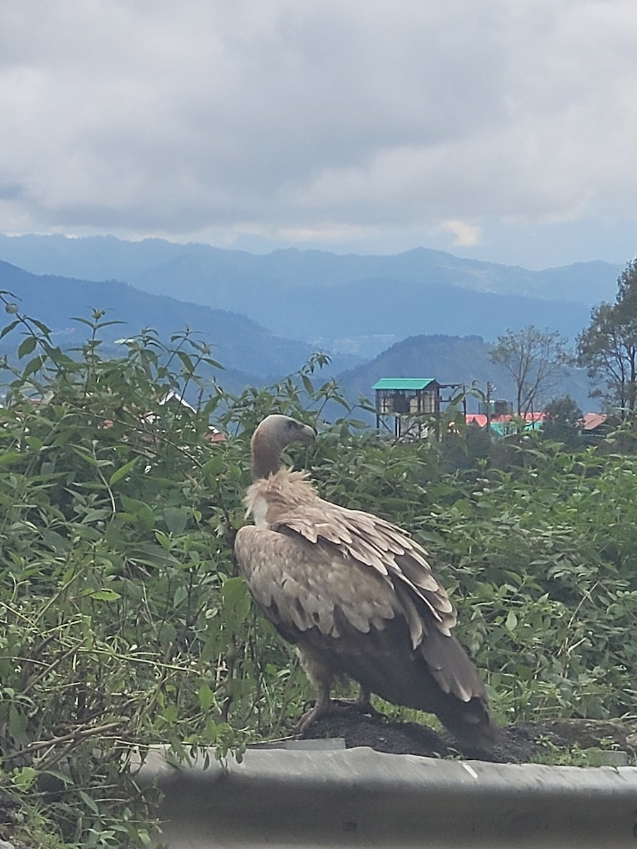 Himalayan Griffon - ML641375500